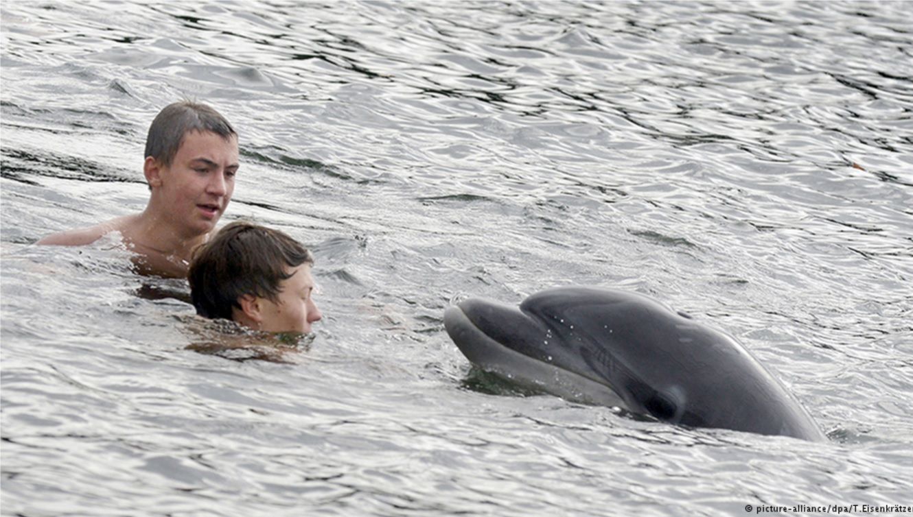 Delfín conquista a bañistas en Alemania