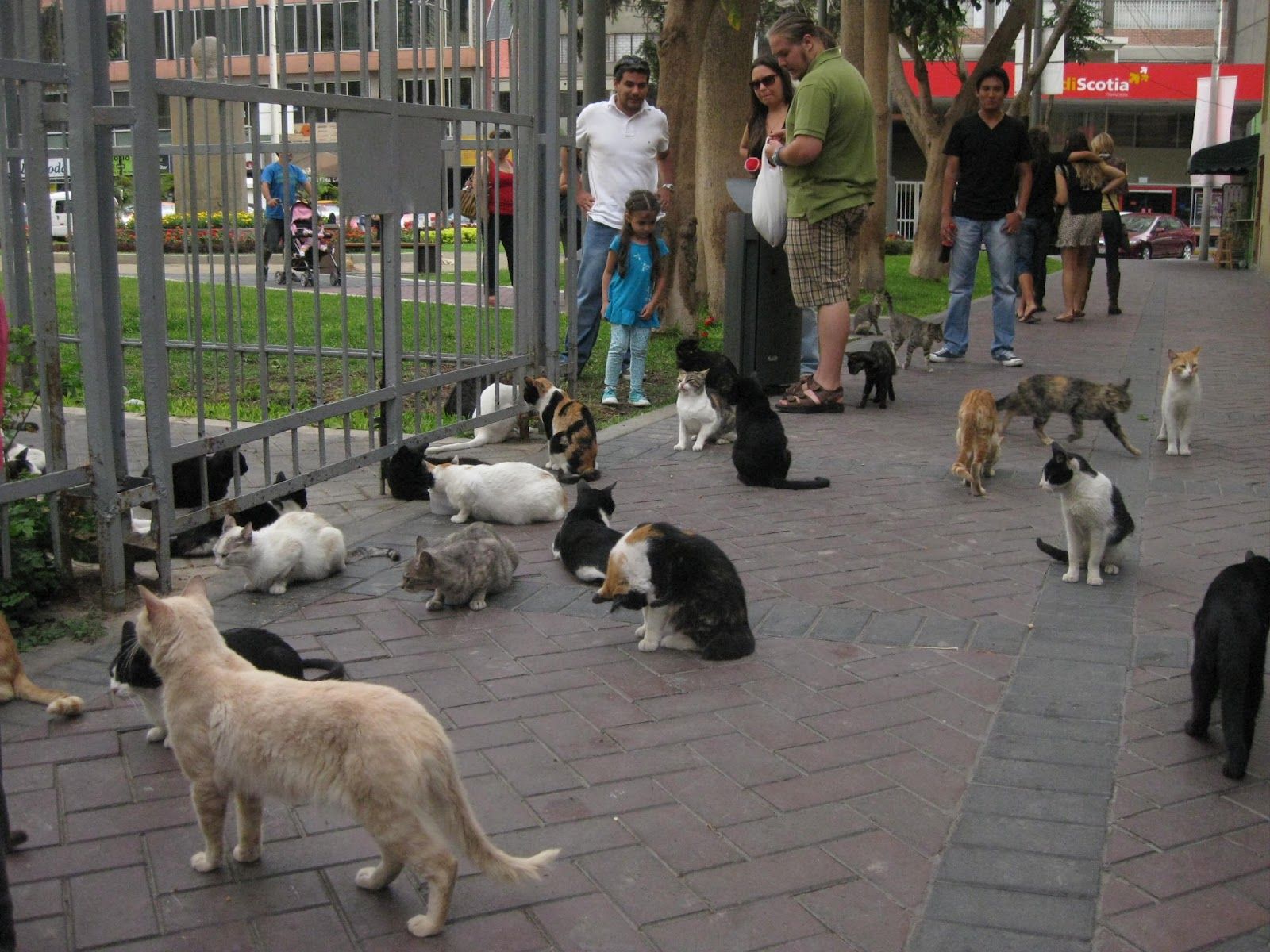Inicia campaña nacional para vacunar perros y gatos contra la rabia - IMG_5563