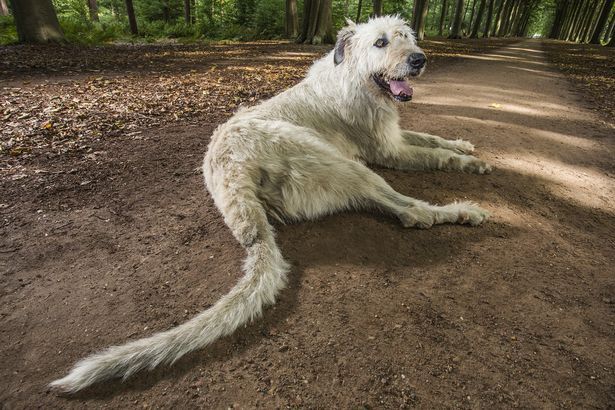 Los nuevos récords del libro Guinness - Keon-Longest-Tail-On-A-Dog
