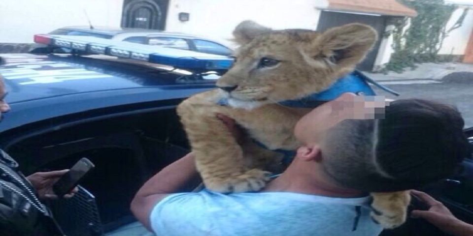 Captan a león paseando por calles de Iztapalapa