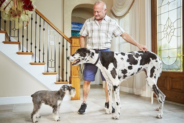 Los nuevos récords del libro Guinness - Lizzy-Tallest-Female-Dog