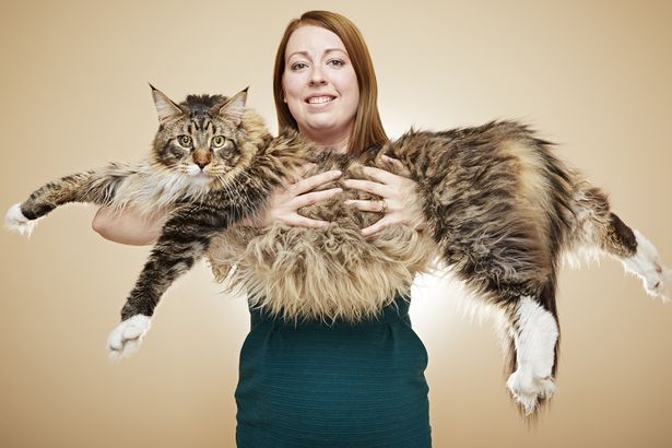 Los nuevos récords del libro Guinness - Ludo-Longest-Cat