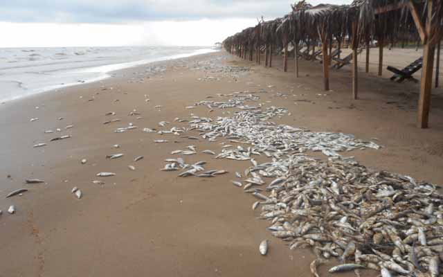 Marea roja en playas de Matamoros
