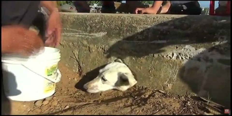 #Viral El emotivo rescate de perra atrapada en alcantarilla