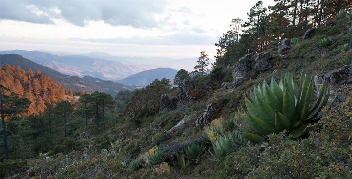 Encuentran muertos en Oaxaca a atletas con discapacidad