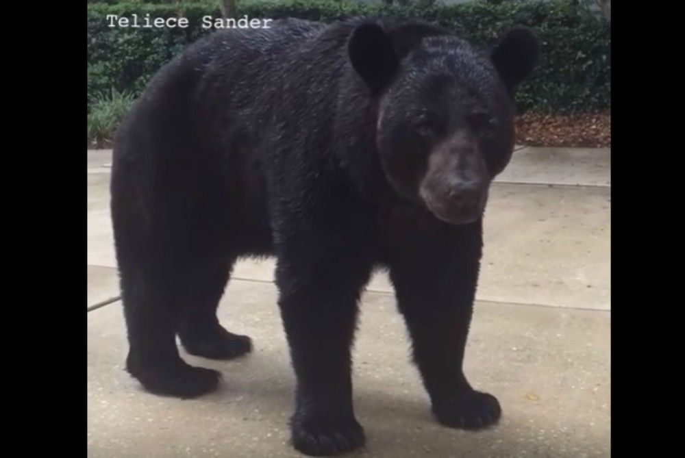 Video: cara a cara con un oso