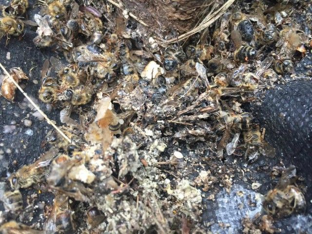 Matan a más de 2 millones de abejas por fumigación contra el Zika