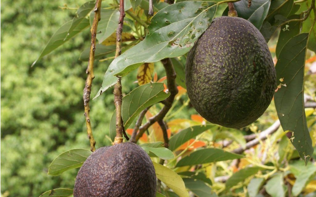 Jitomate y aguacate los productos con más variación de precio - aguacat-1024x640