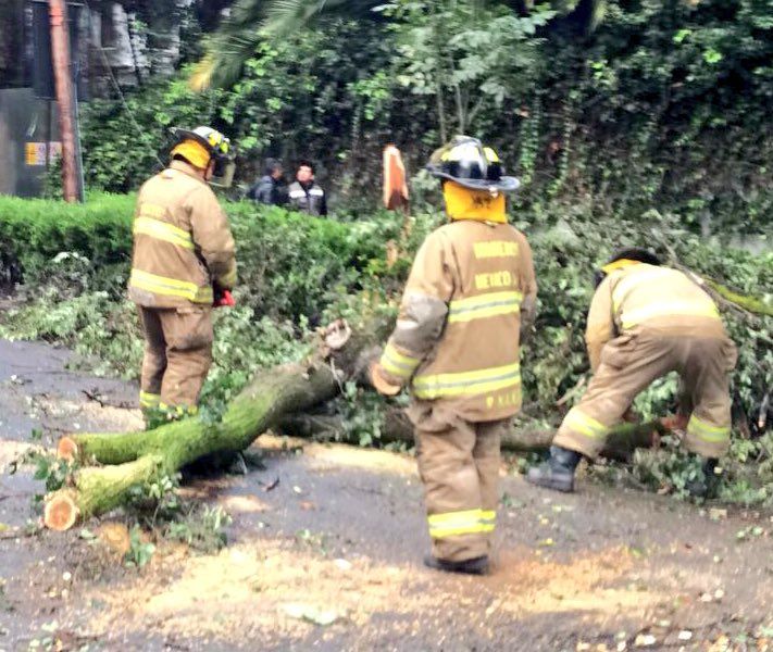 Cae árbol de 7 metros en la colonia Condesa - arbol-caido-condesa