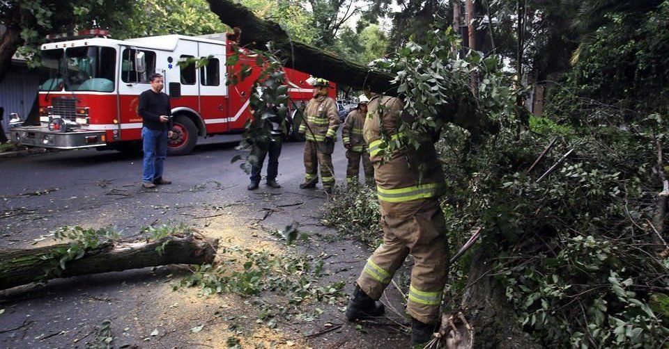 Cae árbol de 7 metros en la colonia Condesa