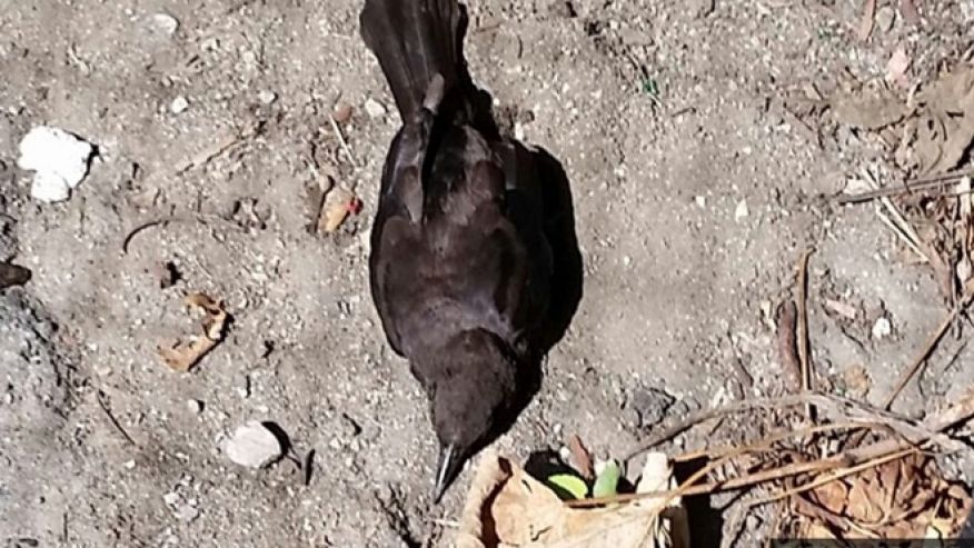 Docenas de pájaros caen del cielo en Boston
