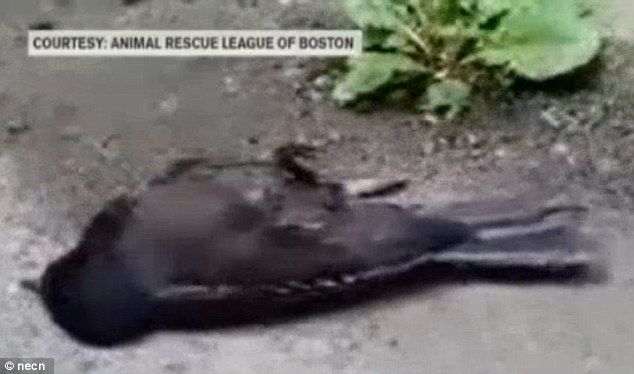 Docenas de pájaros caen del cielo en Boston - ave