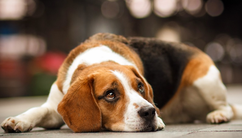 Universidad de Missouri sacrificó perros durante experimento médico