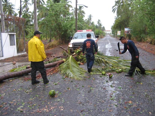 Tromba provoca inundaciones en Colima - caida-de-arboles