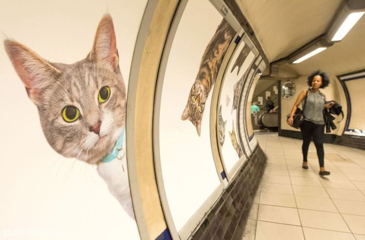Fotos de gatos inundan estación del metro de Londres - cats-3