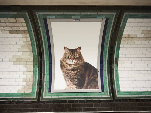 Fotos de gatos inundan estación del metro de Londres - cats-4