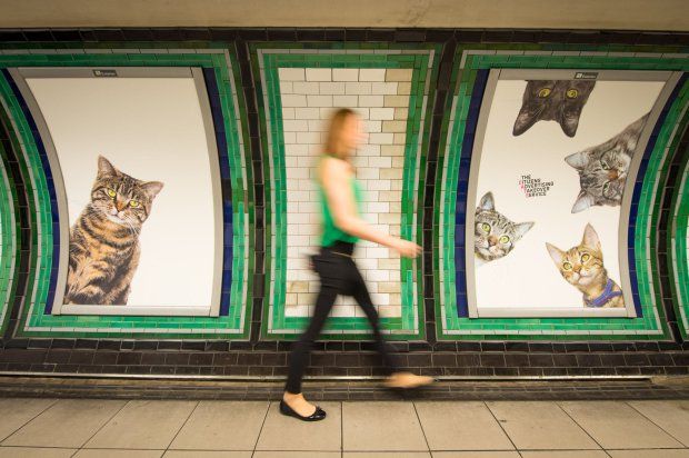 Fotos de gatos inundan estación del metro de Londres - cats-5