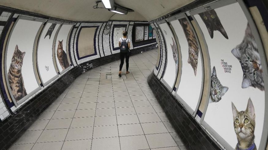 Fotos de gatos inundan estación del metro de Londres