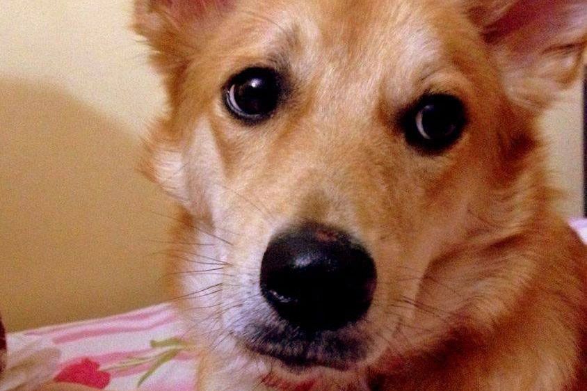 Novia cancela su boda por WhatsApp para no abandonar a su perro