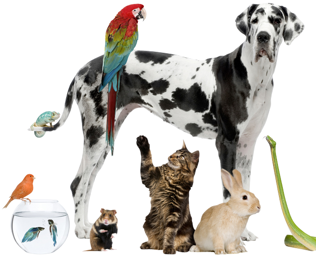 ¿Por qué debe registrar a sus mascotas en Locatel? - e7ee9f_095f89216f1c40f6a0afaf840acb1a62