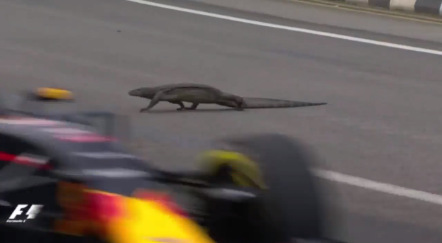Video: lagarto gigante cruza pista de Fórmula 1 y desconcentra a piloto