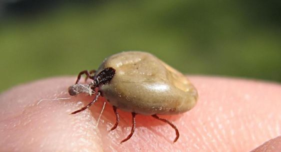 Muere niña por mordedura de garrapata en Chihuahua - garrapata1