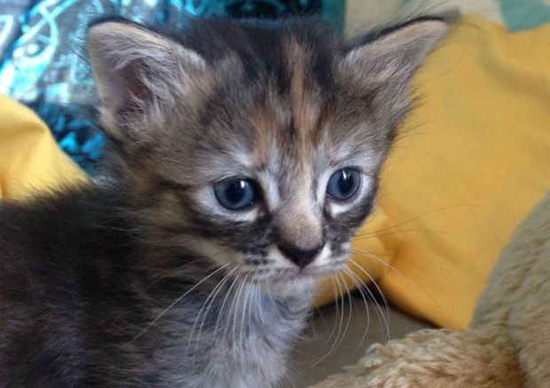 Condenan a hombre que dejó nota de extorsión en pata de mascota - gatito