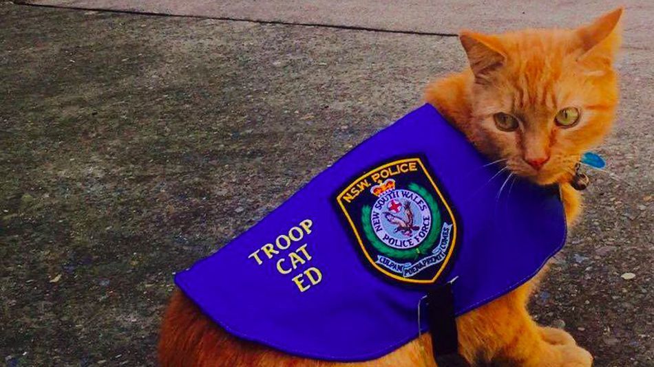 El gato policía que ayuda a combatir el crimen
