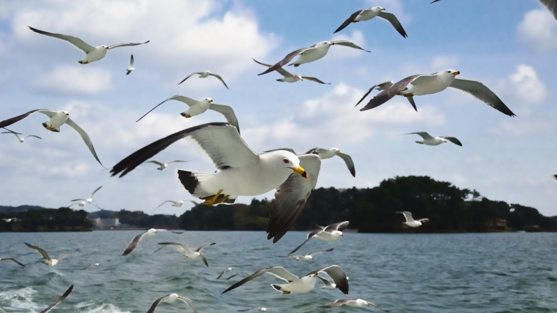 Un radar captó a gaviotas tratando de protegerse en el ojo del huracán Hermine