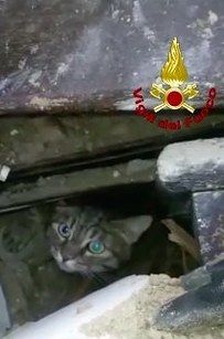 Video: rescate de dos gatos después del terremoto en Italia - grid-cell-24794-1473424360-14