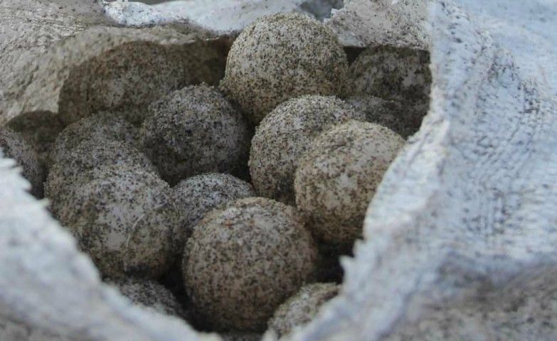 Detienen a un hombre que trasladaba 148 huevos de tortuga