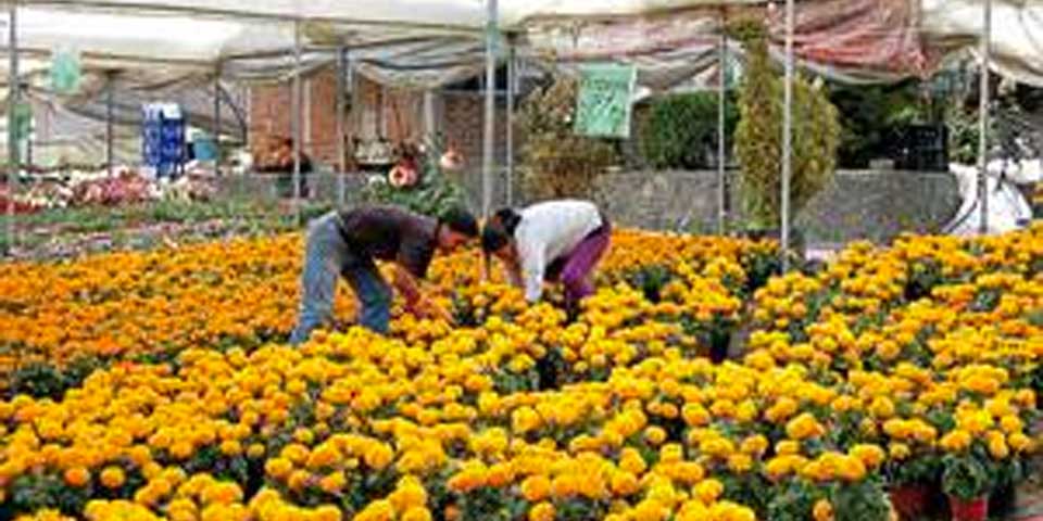 Niño muere ahogado en invernadero de Atlacolumlco