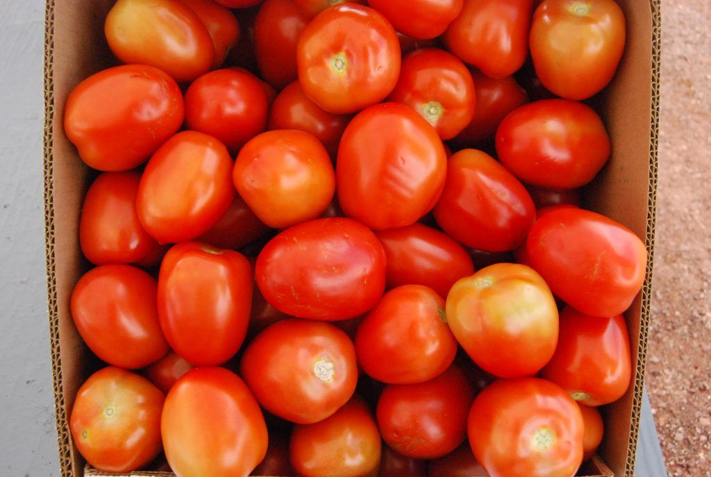 Jitomate y aguacate los productos con más variación de precio - jitomate_6-1024x687