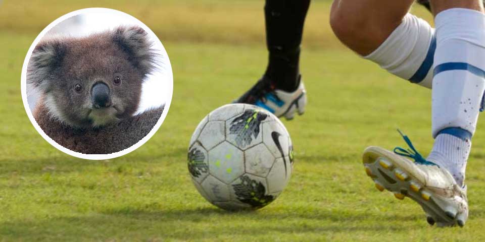 Video: koala invade cancha en pleno partido