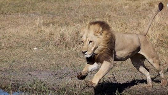 A leonas les crece melena y comienzan a comportarse como leones - leona-con-melena