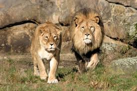 Recapturan a dos leones fugados de un zoológico alemán