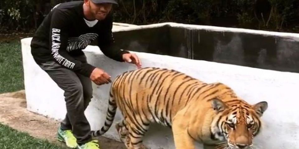 Video: Hamilton asusta a una tigresa Video: Hamilton asusta a una tigresa