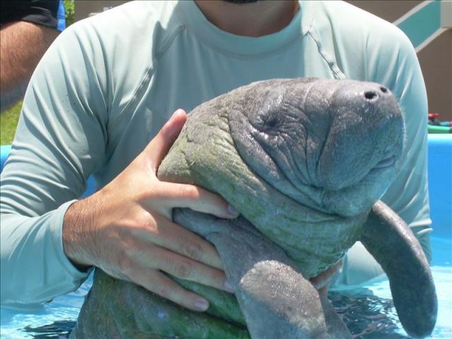 Nace manatí en el Acuario de Veracruz