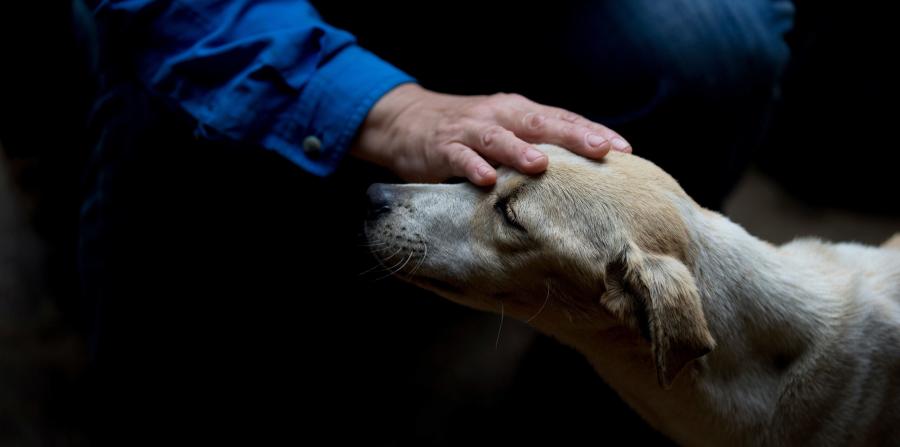 Llaman a evitar comprar mascotas