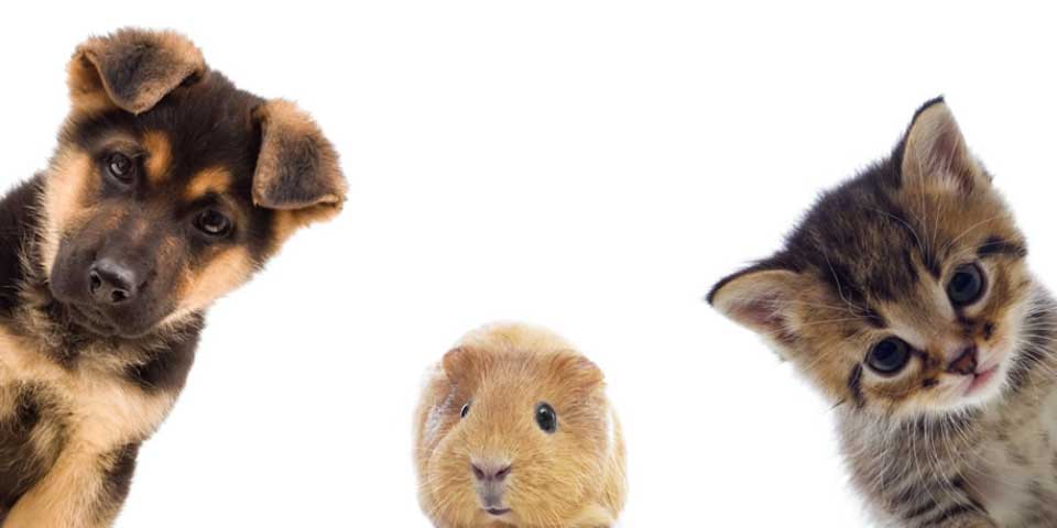 ¿Por qué debe registrar a sus mascotas en Locatel?