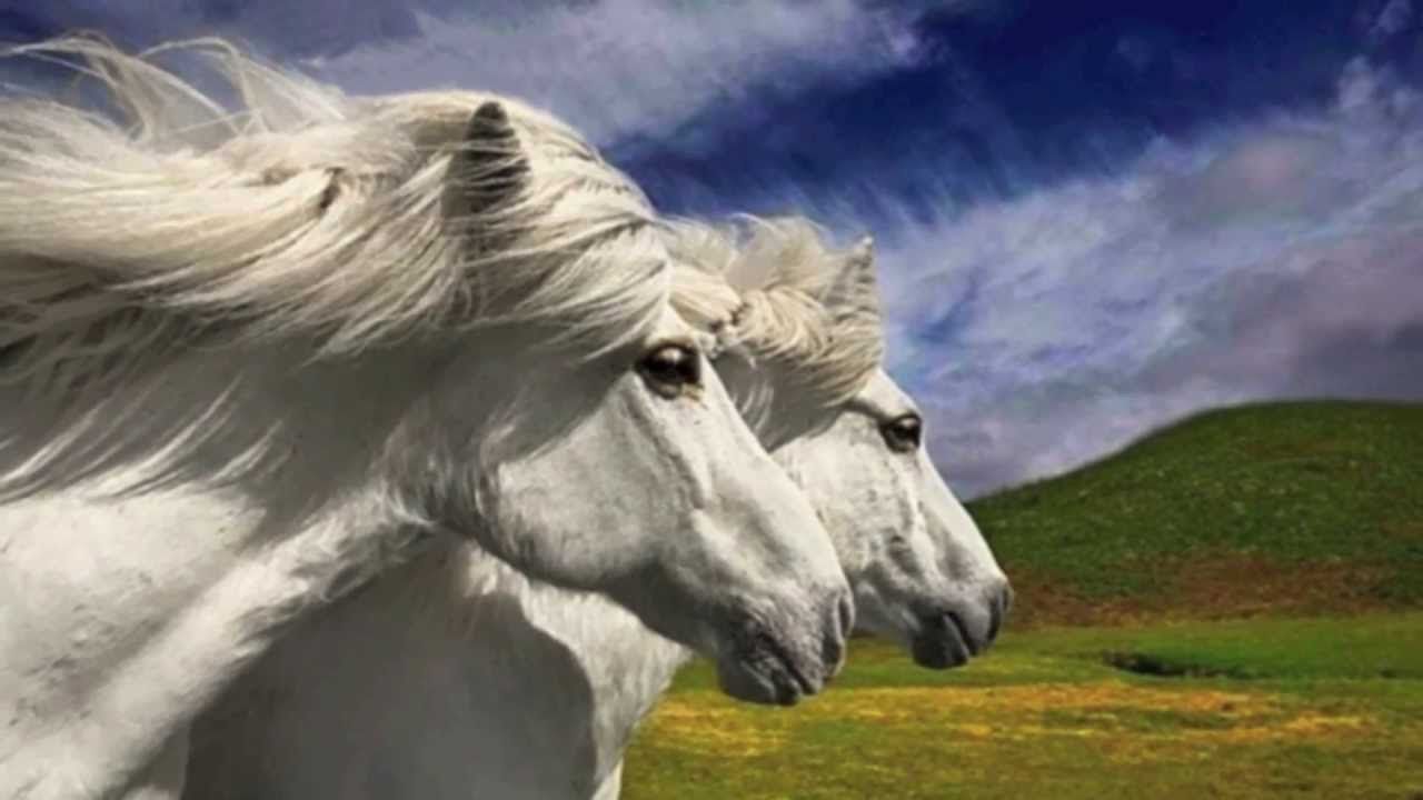 Las 10 investigaciones más absurdas según la parodia de los Nobel - maxresdefault-1-1