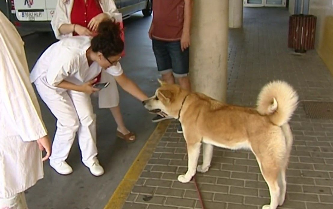 La perrita que ha pasado cuatro días esperando a su dueña en el hospital