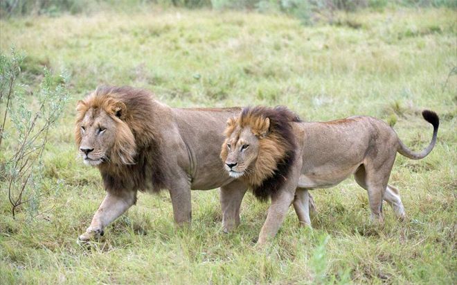 A leonas les crece melena y comienzan a comportarse como leones