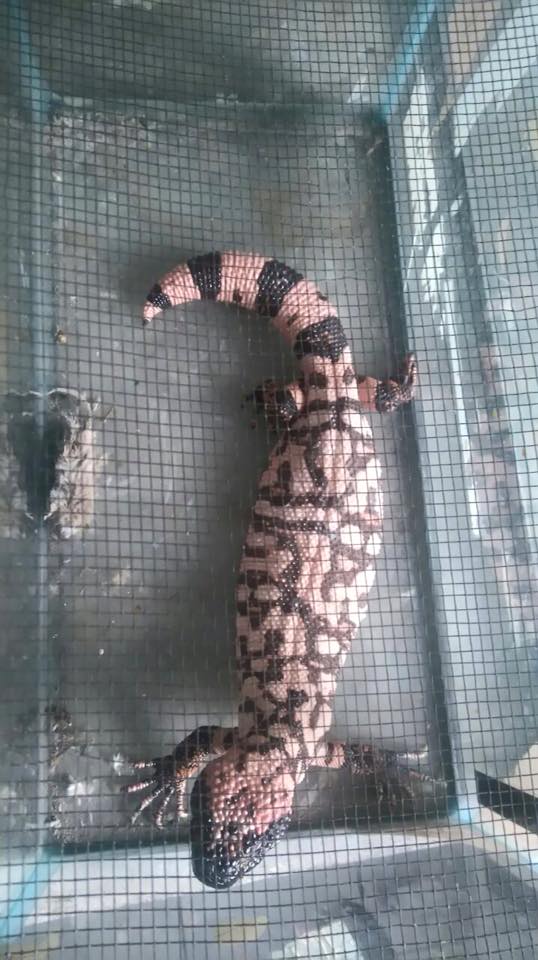 Aparece lagarto venenoso en Parque Lira - monstruo-de-gila-1