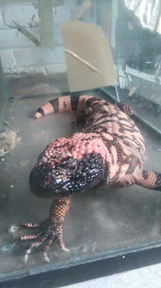 Aparece lagarto venenoso en Parque Lira - monstruo-de-gila-2