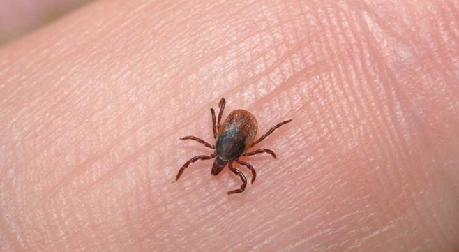 Muere niña por mordedura de garrapata en Chihuahua Muere niña por mordedura de garrapata en Chihuahua