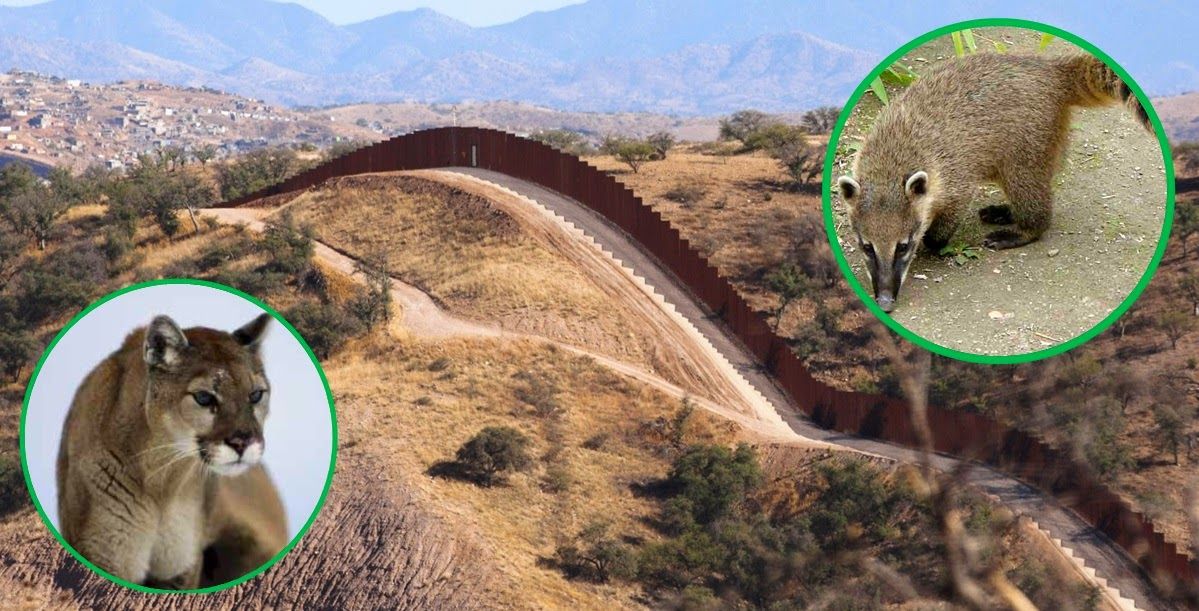 Varias especies se extinguirán de construirse el muro de Trump