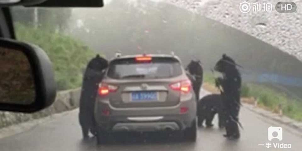 Video: osos rodean y sacuden camioneta en China