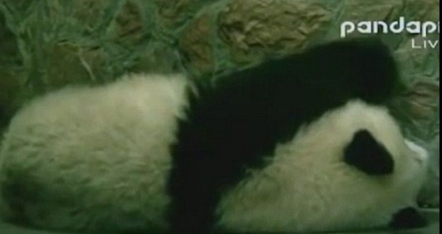 #Viral Panda sufre ataque de estornudos