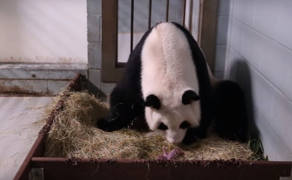 Nacen pandas gemelos en zoológico de Atlanta